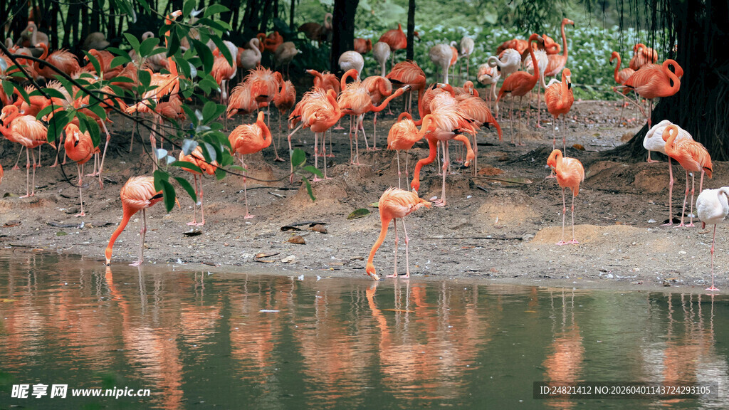 岸边的火烈鸟群