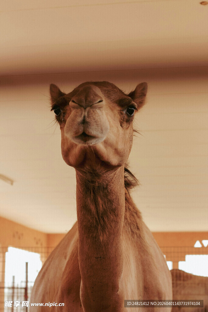 室内骆驼特写
