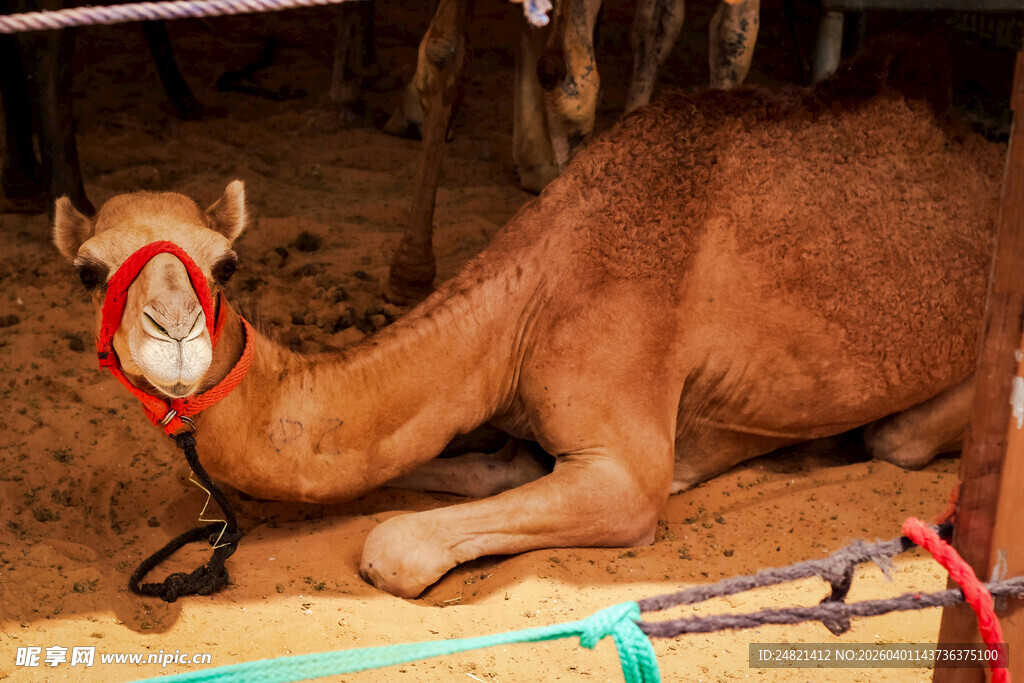 卧地的骆驼