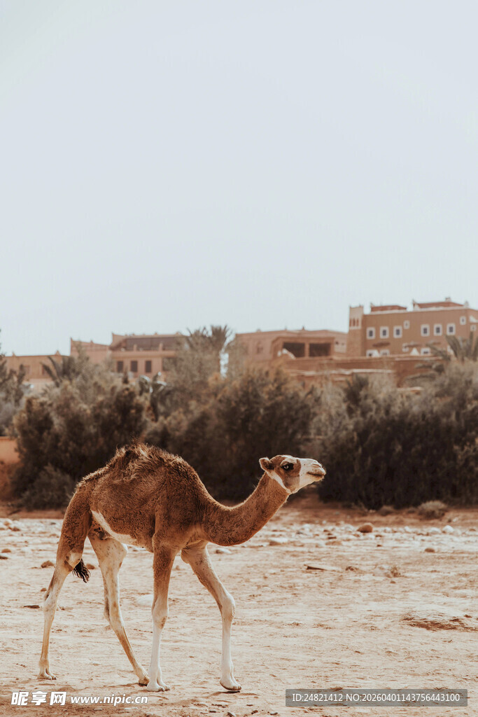 沙漠中行走的单峰骆驼