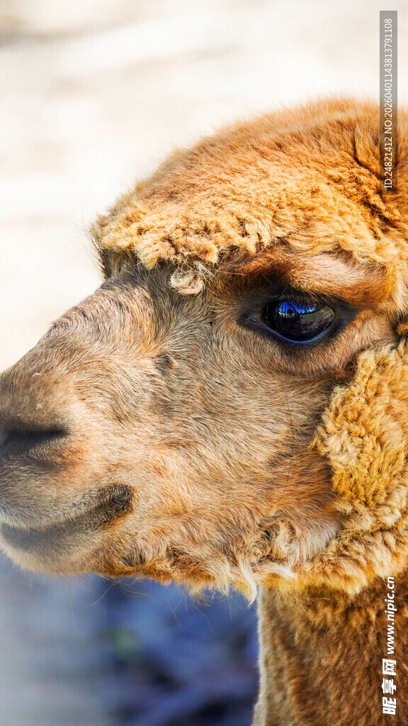 可爱羊驼特写