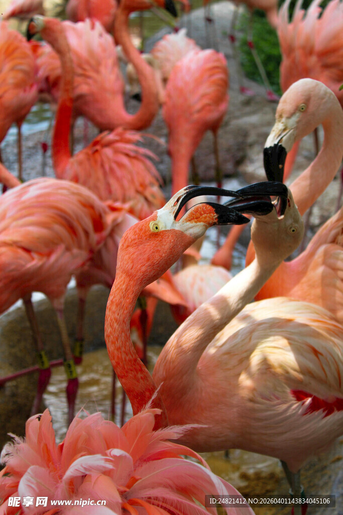 一群火烈鸟的优雅姿态