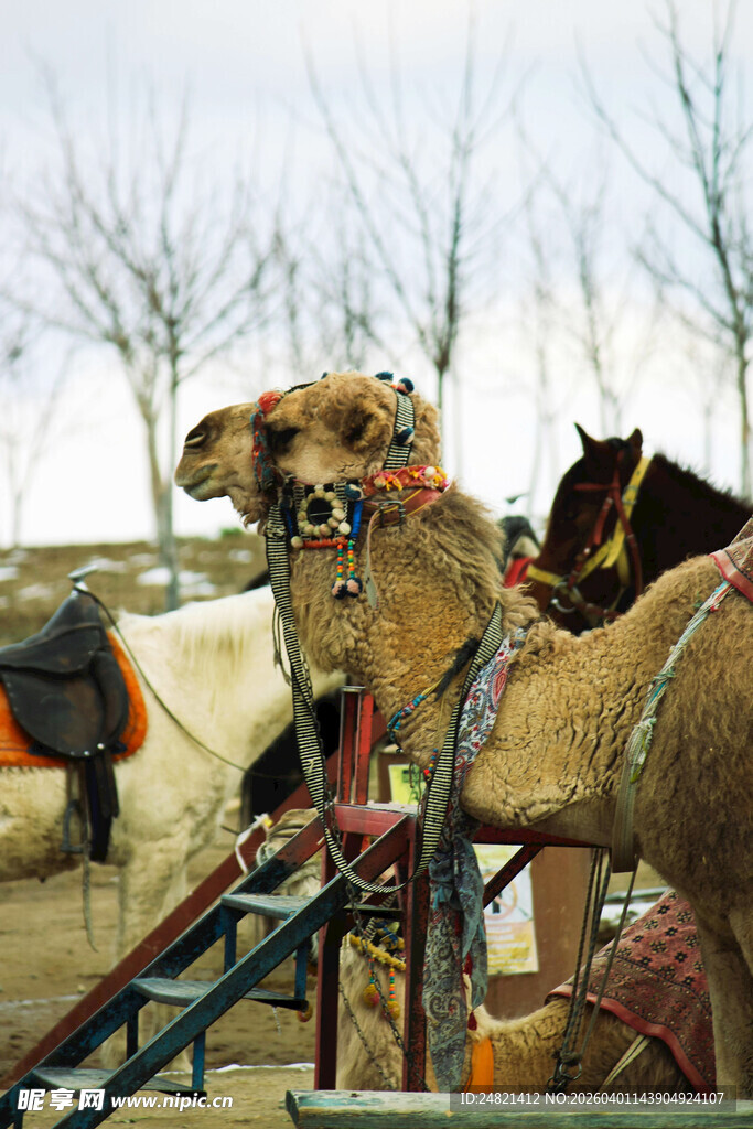 骆驼群及周边装备展示