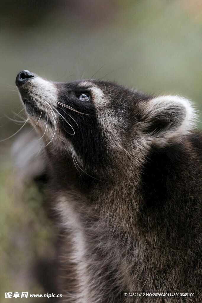 抬头的浣熊