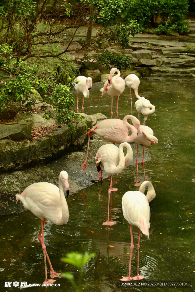 水边的火烈鸟群