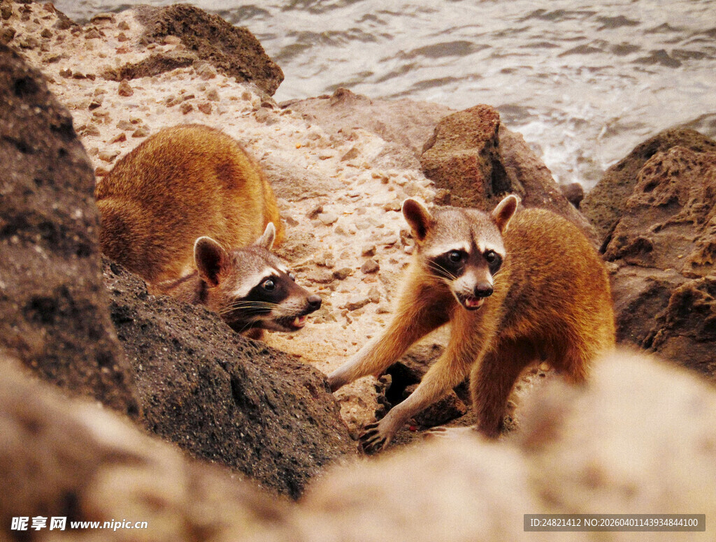 海边岩石上的猴子