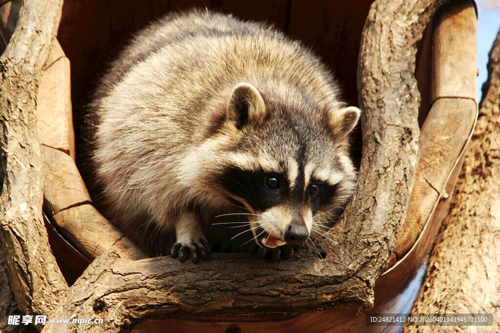 树杈上的浣熊