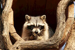 树洞中进食的浣熊