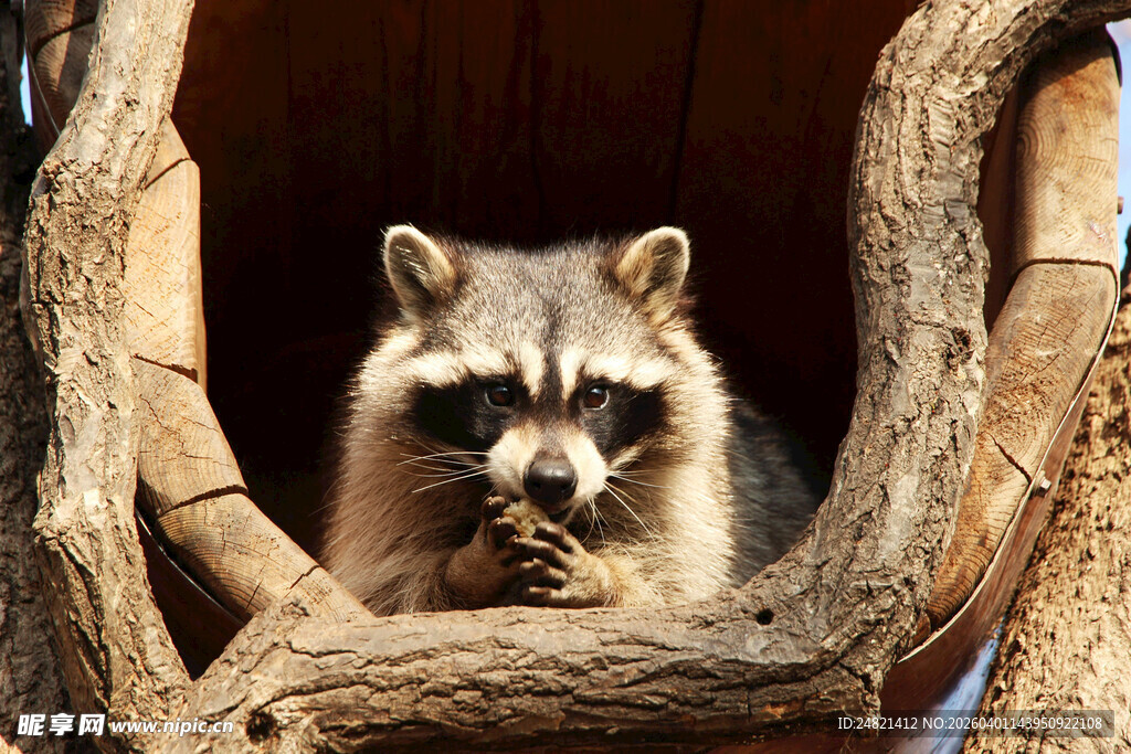 树洞中进食的浣熊