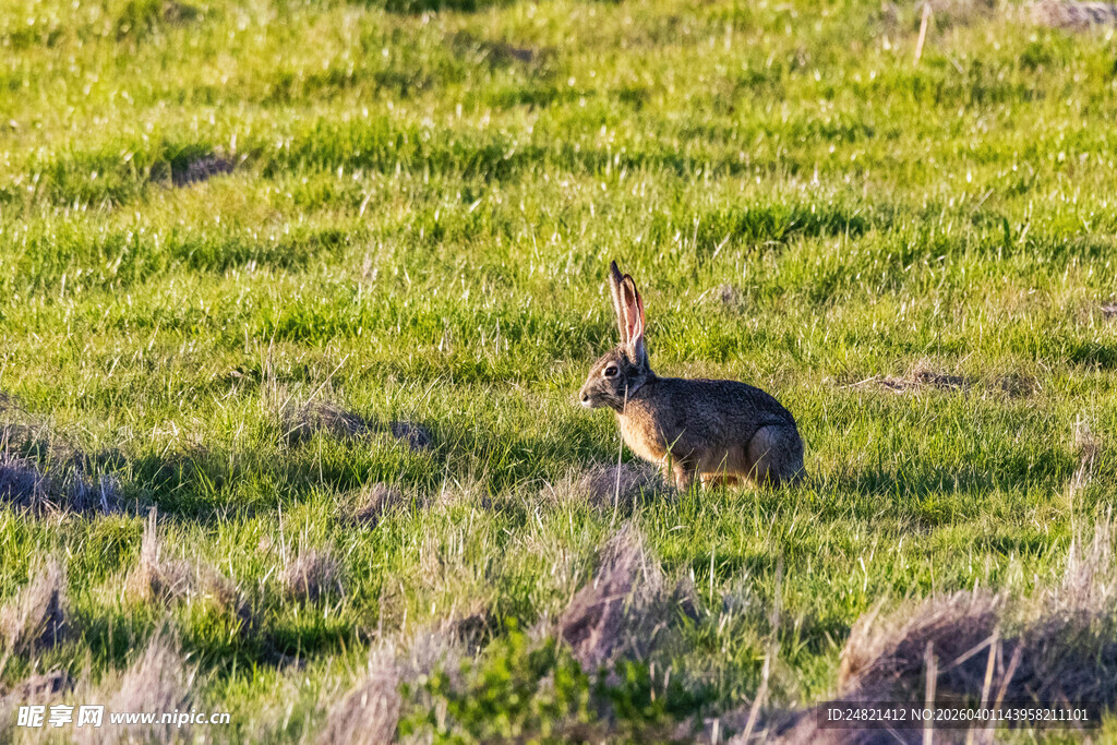 草原上的野兔