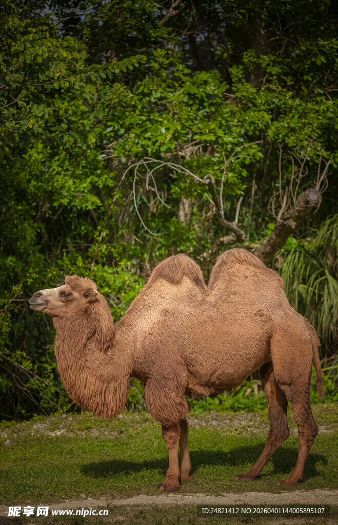 草原上的双峰骆驼