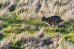 草原上的奔跑野兔