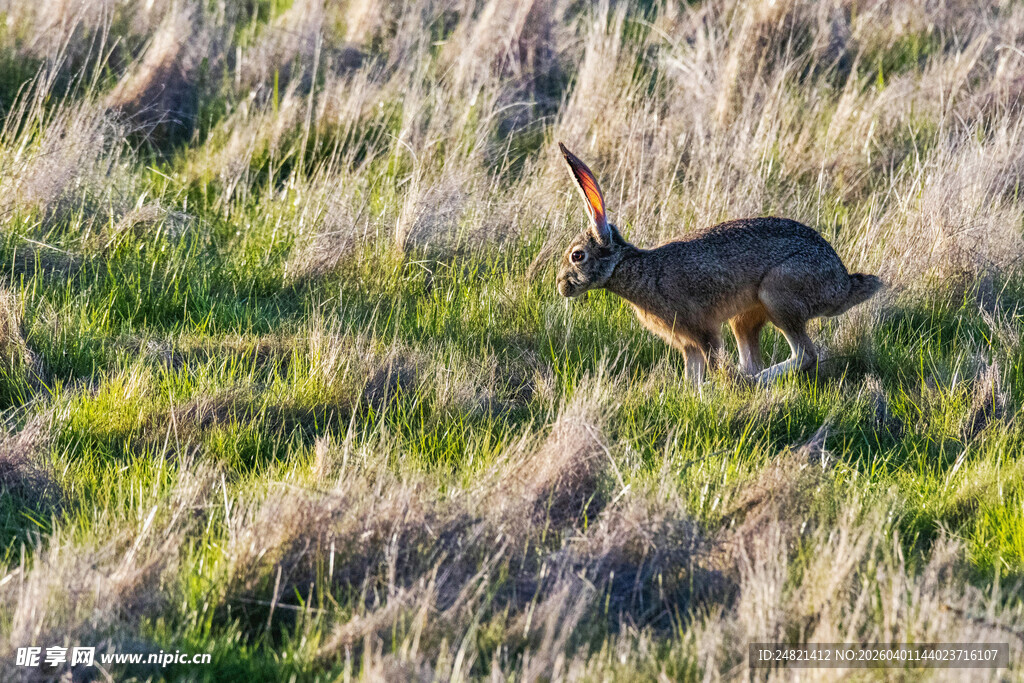 草原上的奔跑野兔