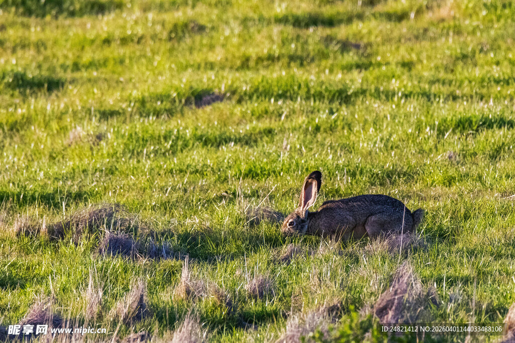 草原上的野兔