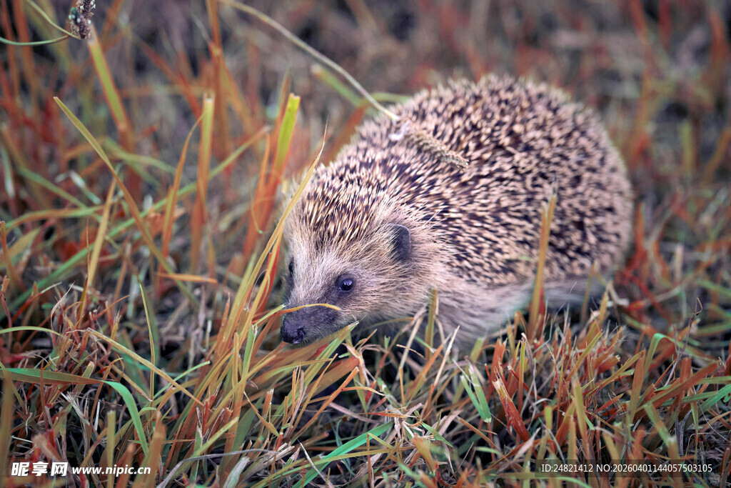 草丛中的小刺猬