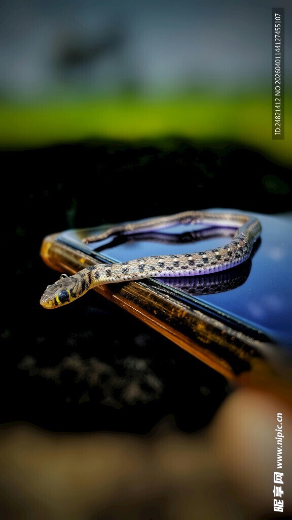 多彩蛇盘于物体上