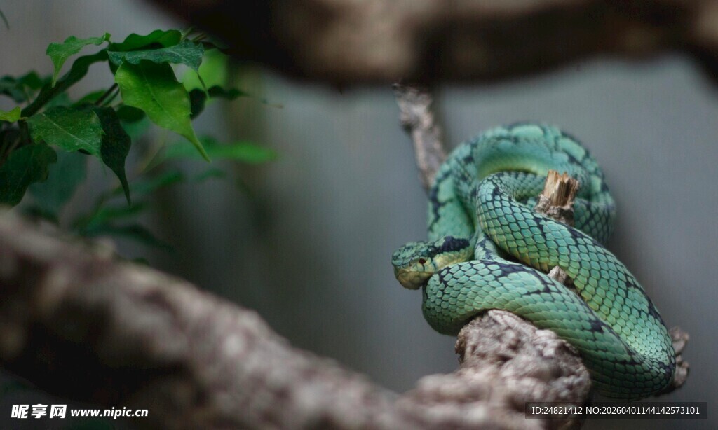 树枝上的绿色树蛙