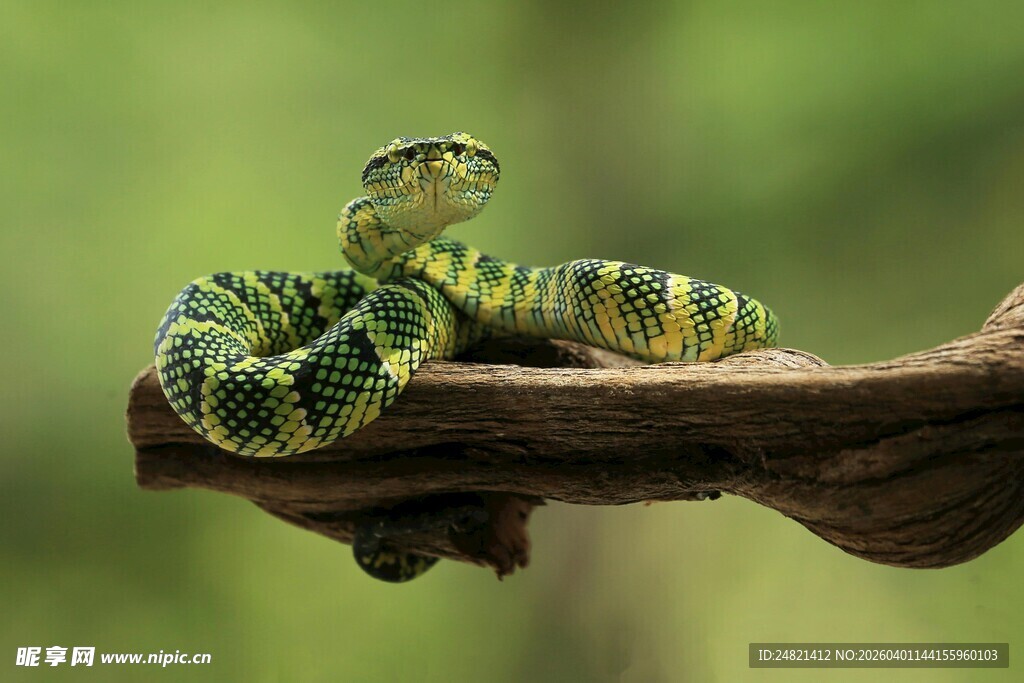 翠绿花纹蛇盘踞树枝间