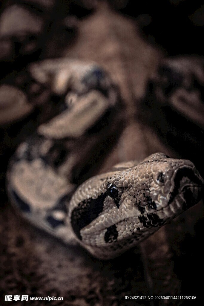 神秘花纹的蛇头部