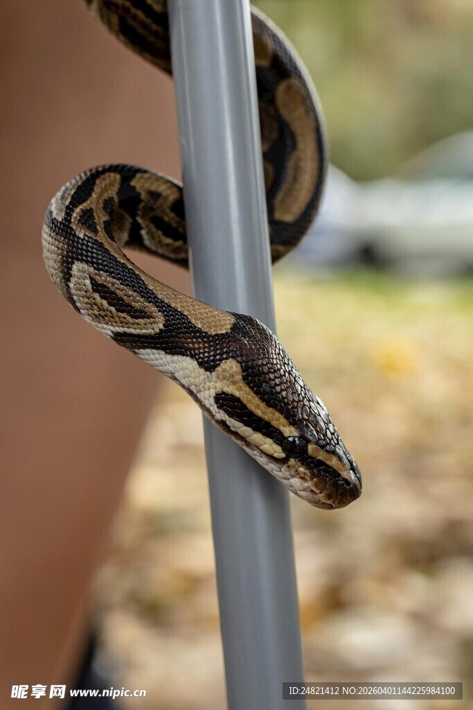 蟒蛇缠绕金属杆