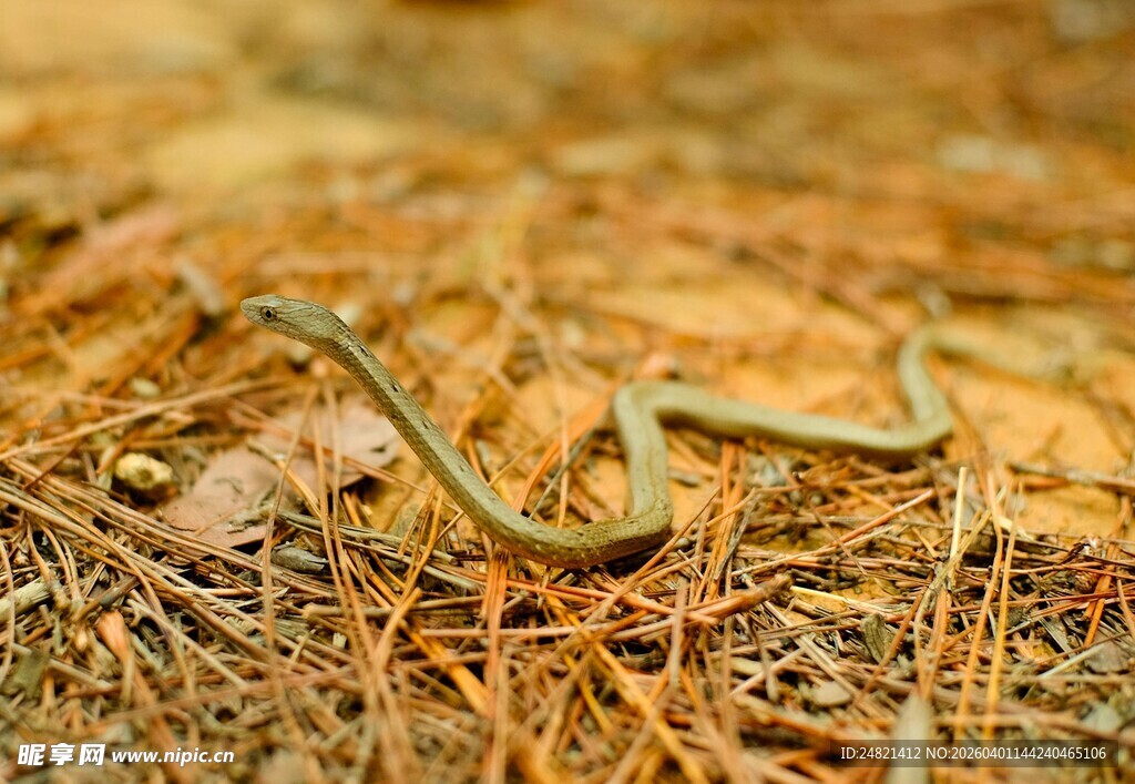 草丛中的蜿蜒绿蛇