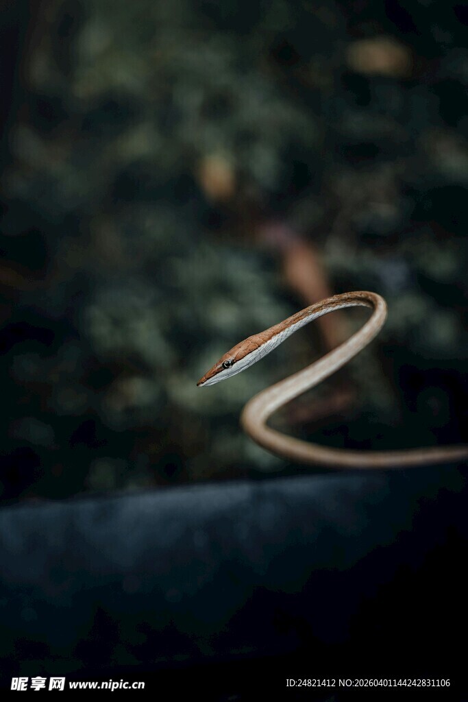 蜿蜒小蛇于暗色背景中