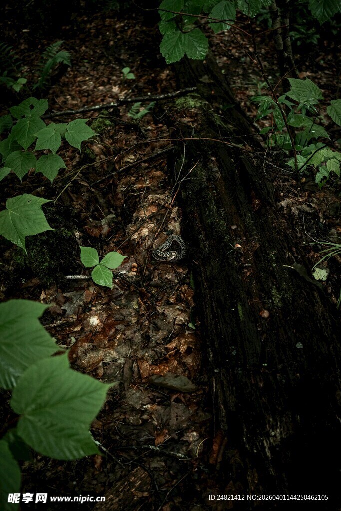森林中腐朽树干与绿叶