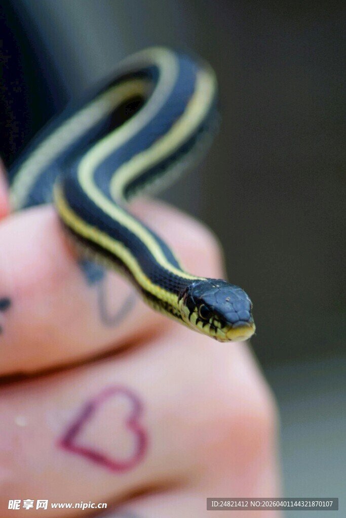 手托条纹小蛇特写