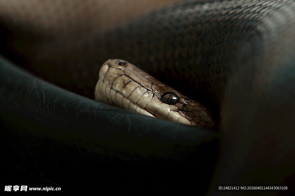 盘卧的蛇头特写