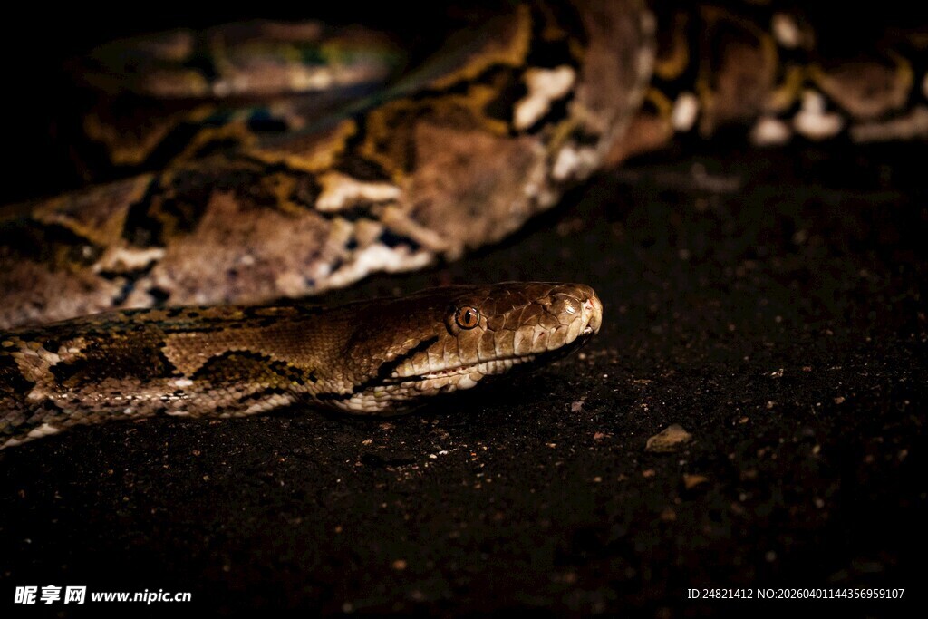 夜间的蟒蛇特写