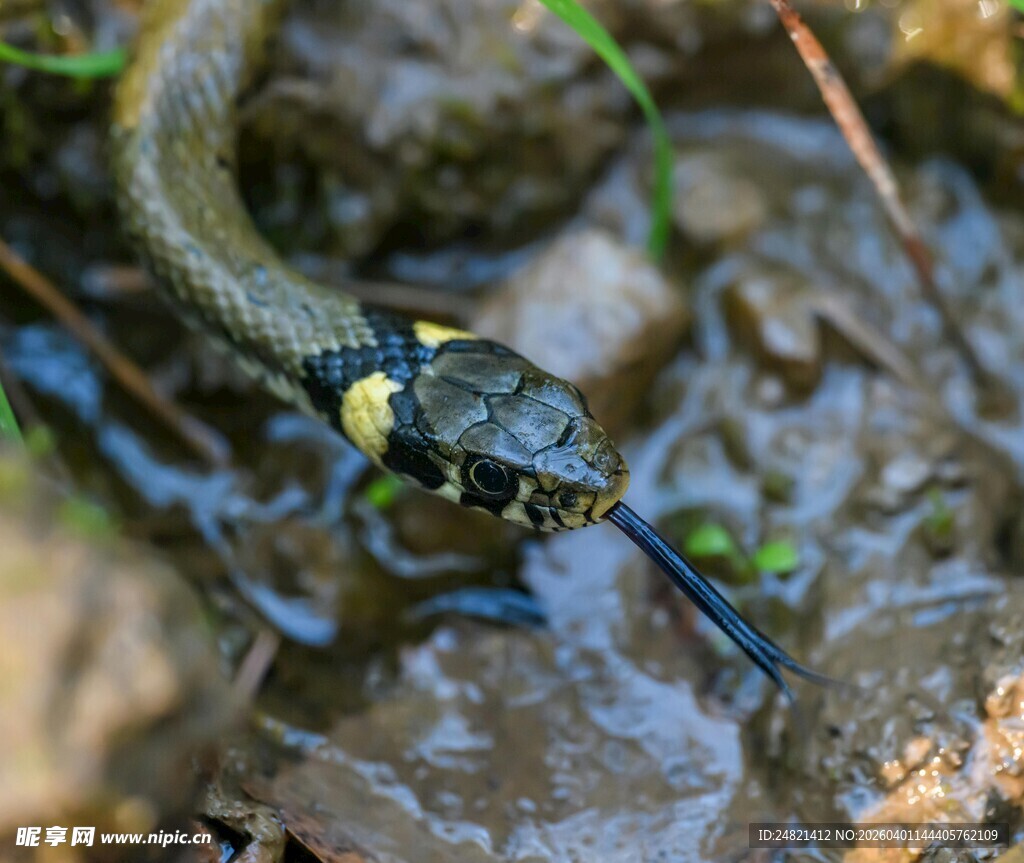 水边带黄斑的蛇