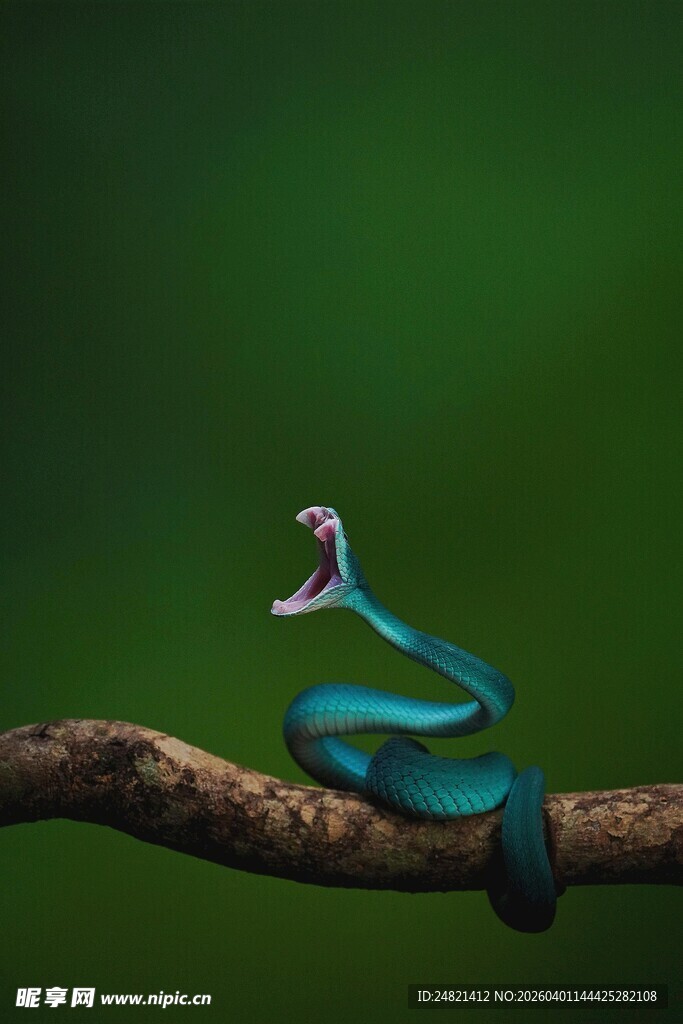树枝上的蓝色神秘蛇