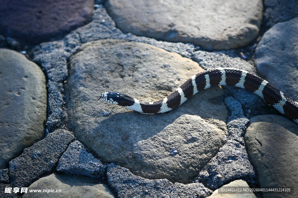 石上黑白花纹蛇