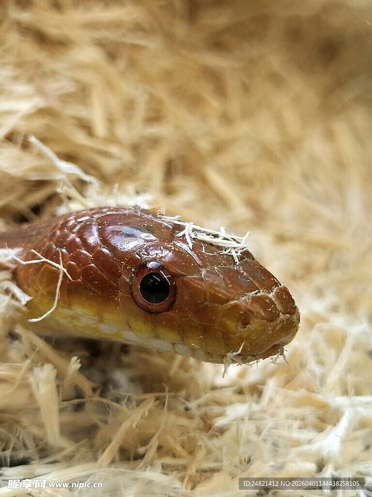 棕色蛇头特写于干草中