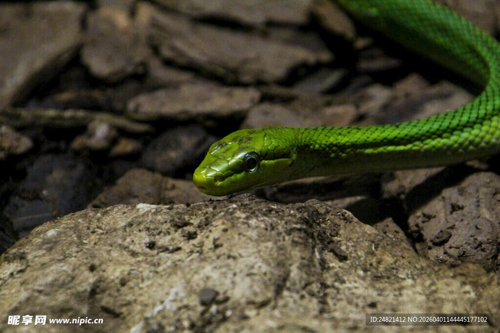 翠绿蛇盘于粗糙岩石上