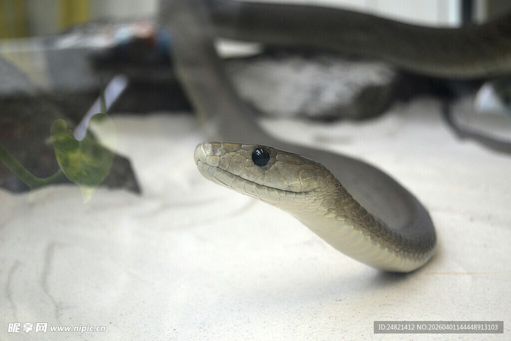 灰蛇特写