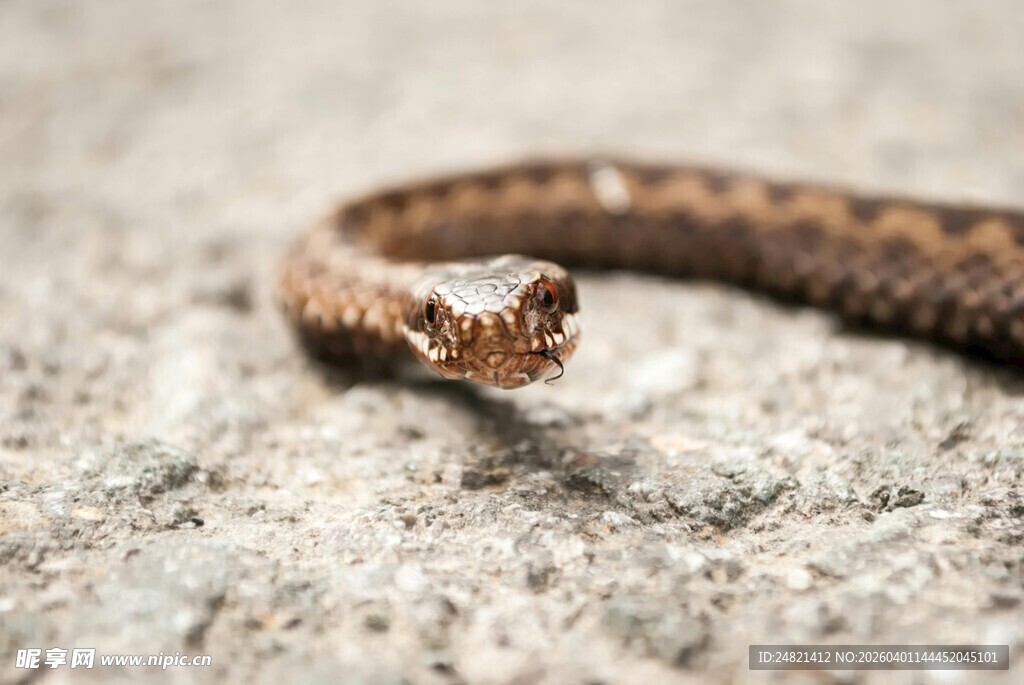 岩石上的棕色花纹蛇