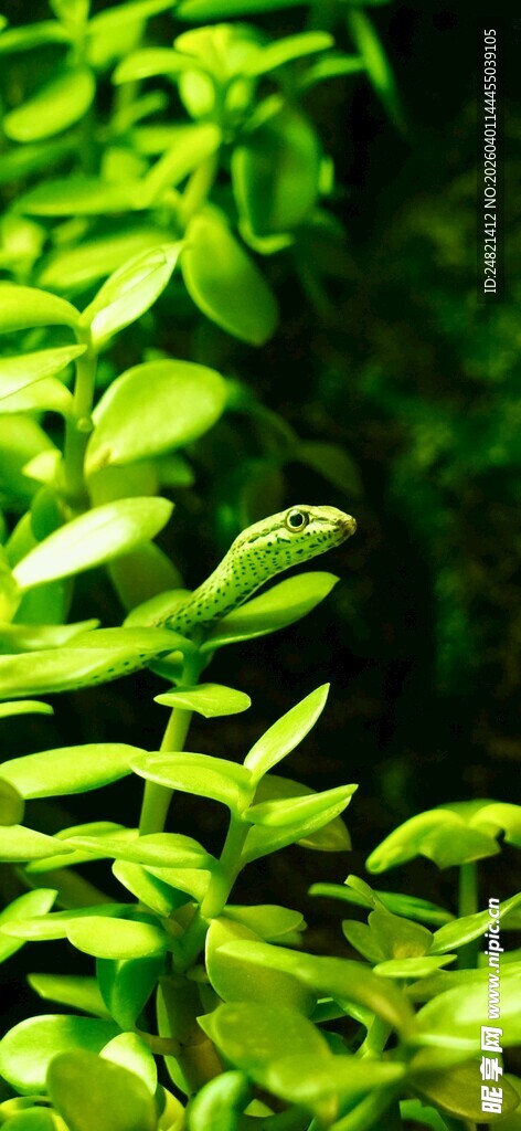 翠绿鲜嫩的植物叶片