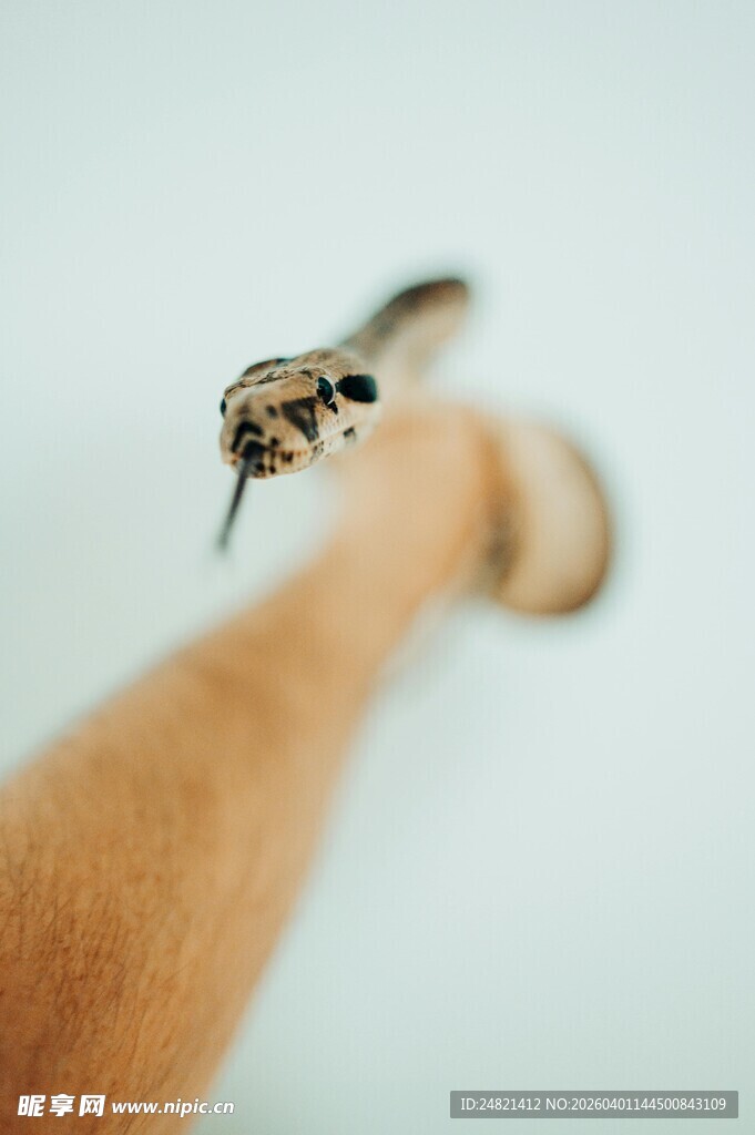 手托蛇头近景特写