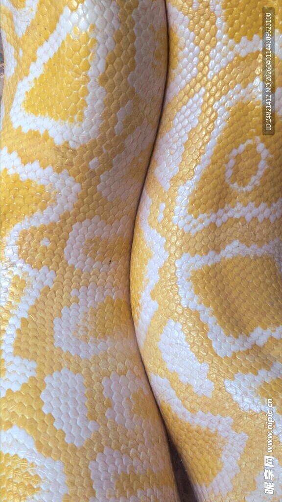 金黄花纹蛇身特写