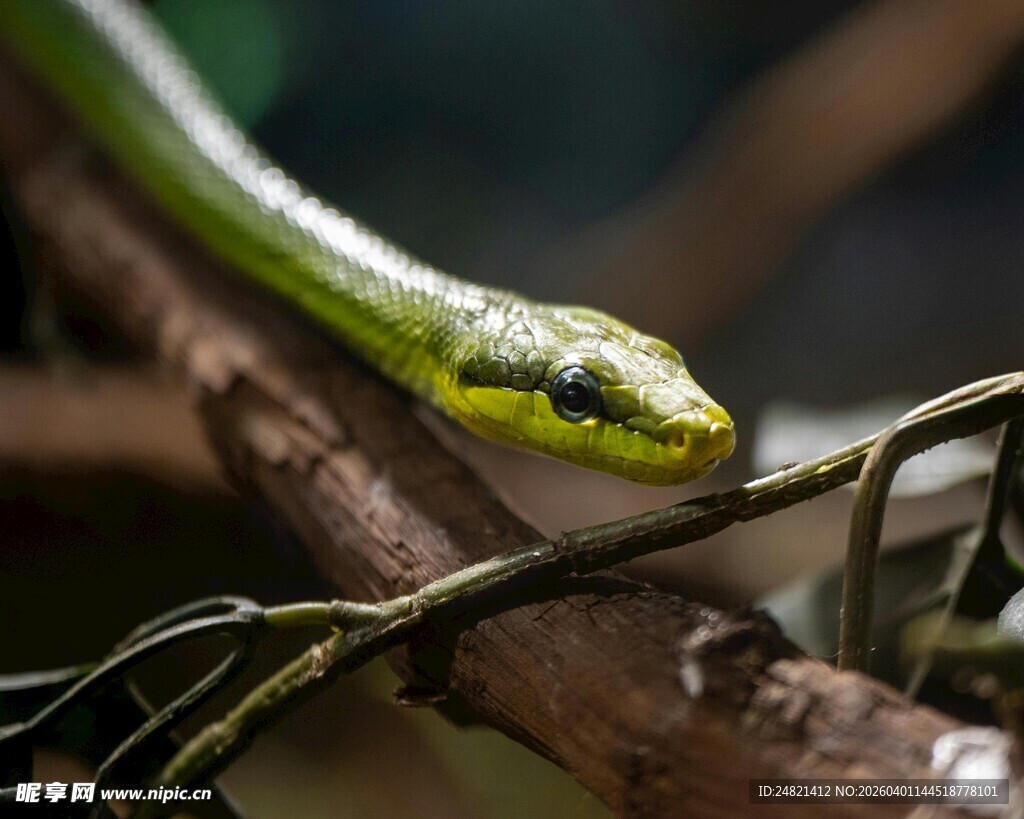 树枝上的绿色蛇头