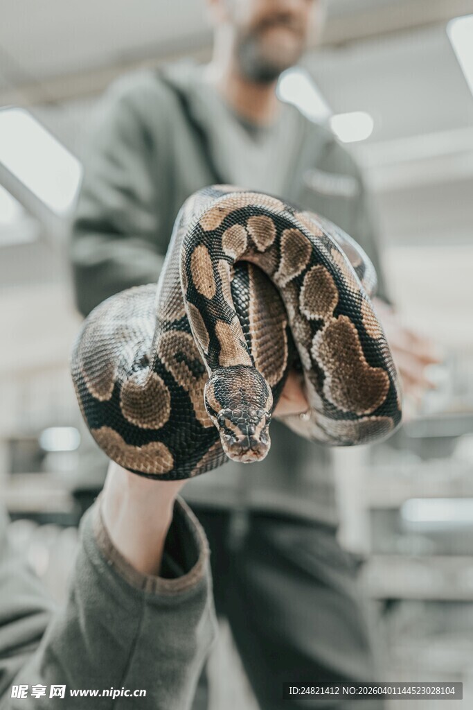 手握蟒蛇展示独特瞬间