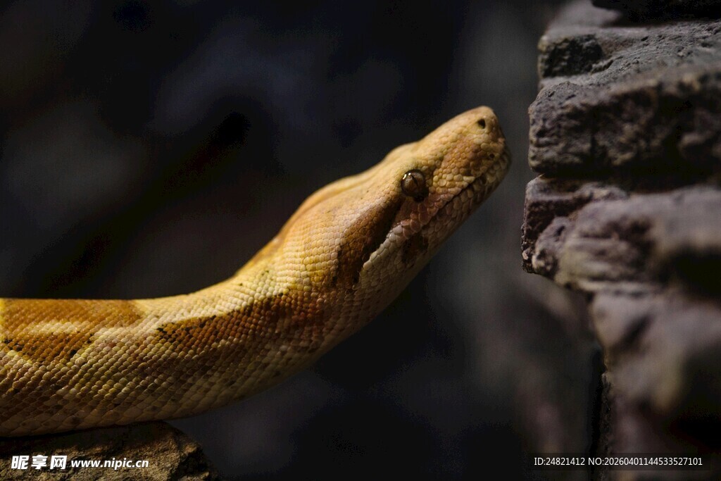 金黄蟒蛇盘于石边