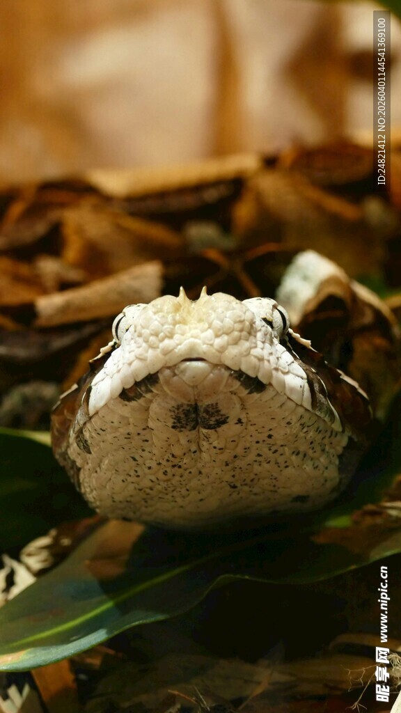 水底的奇特菌类