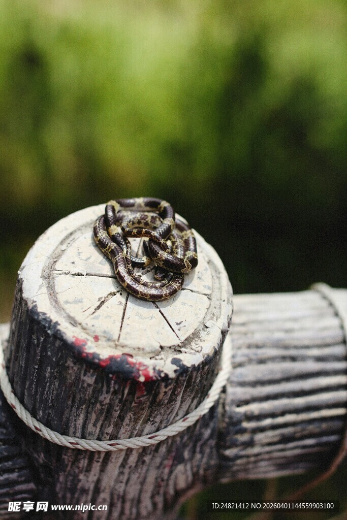 木桩上的精美戒指组合