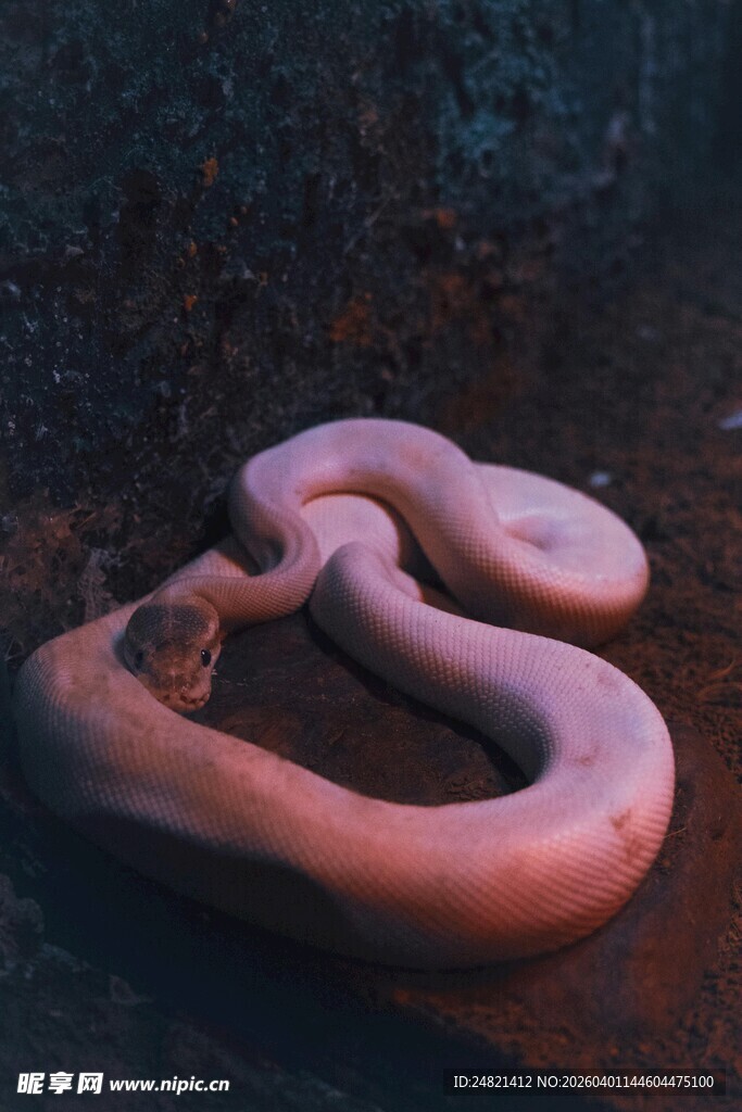 蜷曲的粉色蚯蚓