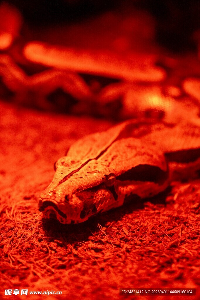 红色沙地上的奇特物体