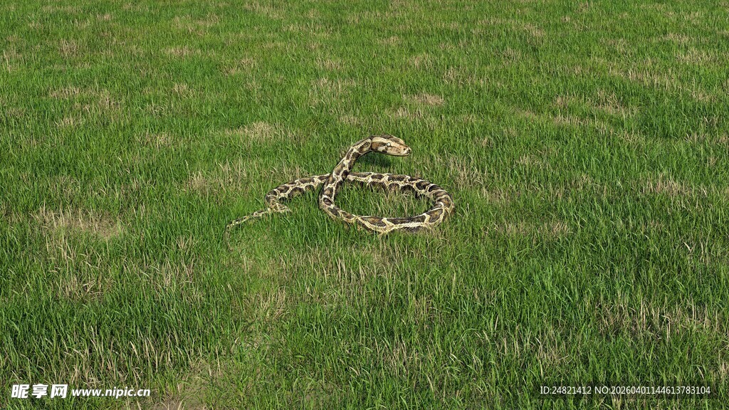草地上的自行车残骸