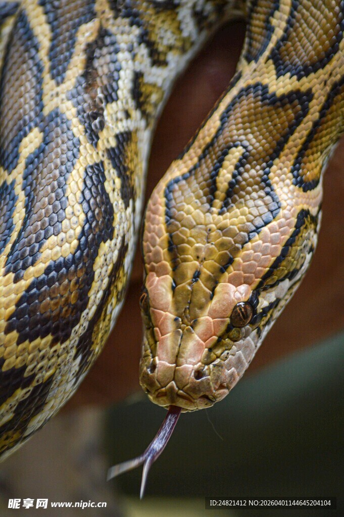 蟒蛇特写