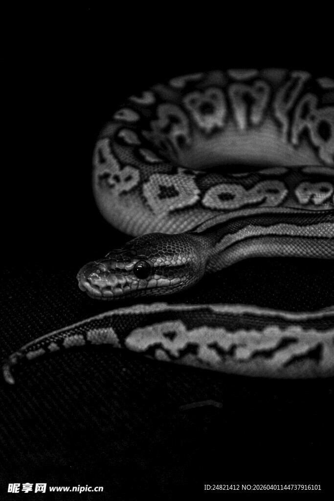 神秘花纹蛇类特写